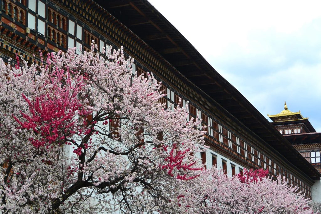 peach blossoms in front of the stunning thimphu dzong (1)